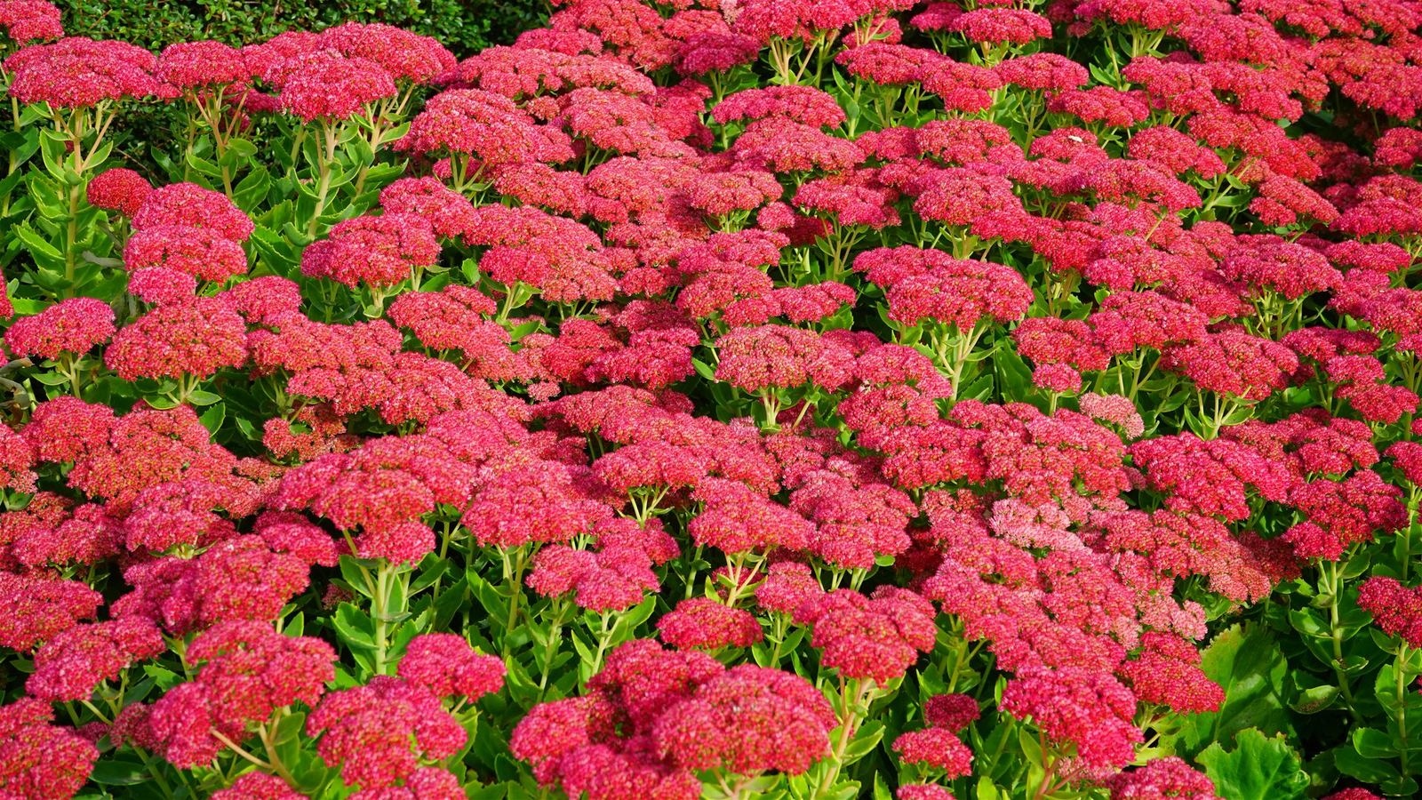 Sedum (Kaya Sümbülü)
