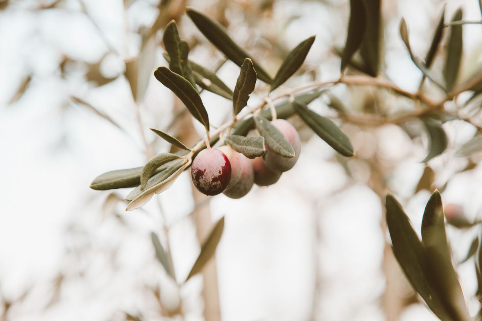 Olive